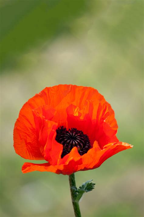 Red Poppy Flower Free Stock Photo Public Domain Pictures