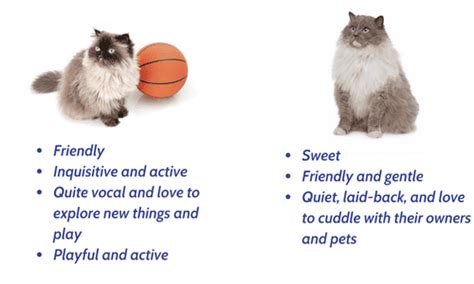 Himalayan Cat Vs Ragdoll Cat What Is The Differences