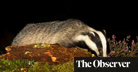 Badgers Culled Despite Two Studies Casting Doubt On Tb Link Say Vets