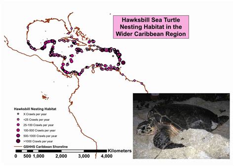 Fishermen classify turtles bigger than 65.0cm as sexually. Hawksbill Turtle Population Trends