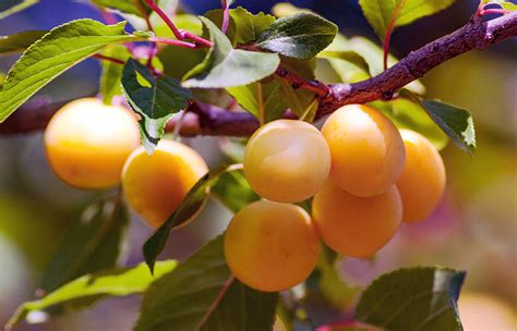 MGM 311 Dawn Apricot Fruit Tree Variety ANFIC