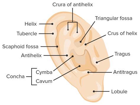 Anatomia Del Oido