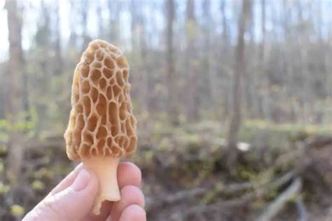 Missouri Mushroom Hunting Guide Unveiling The Treasure Trove Of Wild