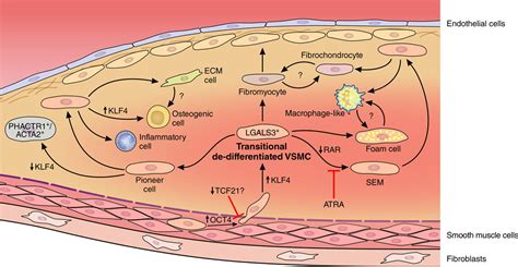 fate and state of vascular smooth muscle cells in atherosclerosis circulation