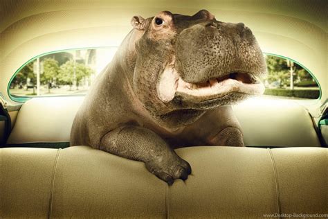 Hippo Wallpaper 75 Pictures