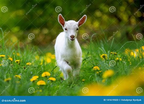 White Baby Goat Standing On Green Grass Stock Image Image Of Face
