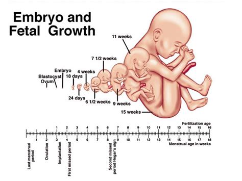 Three Stages Of The Baby In The Womb Quran And Embryology Women