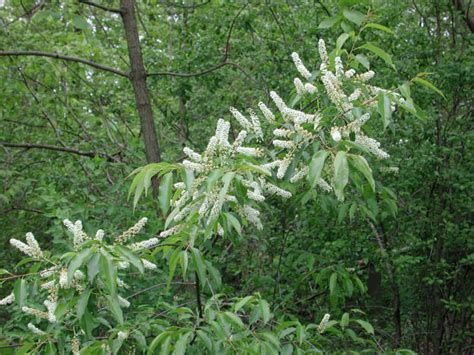 We did not find results for: Wild Black Cherry (Prunus serotina) - 06 - Flowering Trees ...