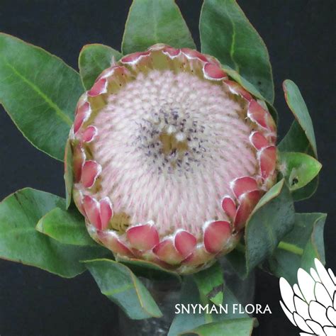 Protea Susara South African Fresh Flower Exporters