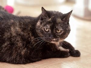 Feline infectious peritonitis (fip) is the name given to a common and aberrant immune response to infection with feline coronavirus (fcov). Do Tortoiseshell Cats Get Along With Other Cats - The ...