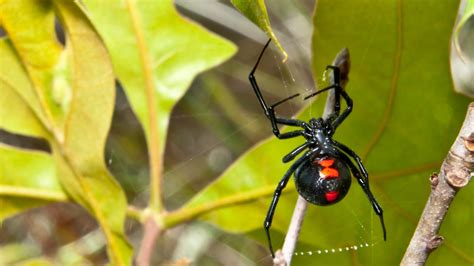 Why You May See More Black Widow Spiders In Colorado Internewscast