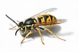 Wasp Yellow Jacket Hornet Difference Images