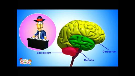 The central nervous system (cns) consists of the brain and the spinal cord, while the peripheral nervous system (pns) consists of sensory neurons this was an overview of the. The Nervous System- Animation-Video for Kids -from www.makemegenius.com - YouTube