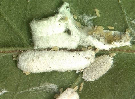 Understanding the life cycle of aphids is crucial to eradicating them. 8 Secret Bougainvillea Care Tips | How to Care for ...