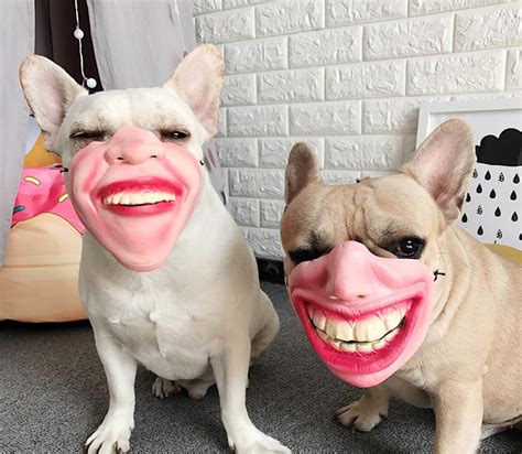 15 anjing paling galak di seluruh dunia berani deket deket. 12 Tampilan Kocak Anjing Saat Pakai Topeng Berbentuk Manusia