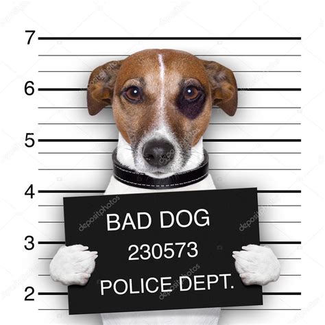 Mugshot Dog — Stock Photo 23527309