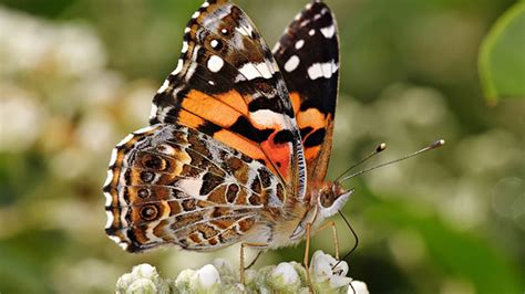 Scientists Reveal How Painted Lady Butterflies Migrate Across The