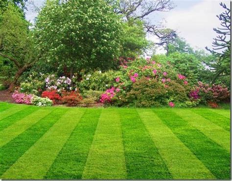 1000 Images About Lawn Care Tips On Pinterest Lawn Care Weed And