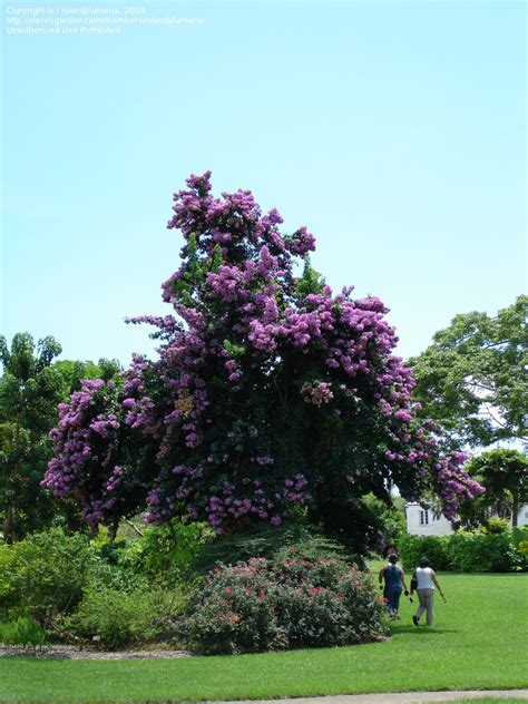 However this is not available in australia at the time of writing. PlantFiles Pictures: Bougainvillea Species, Tree ...