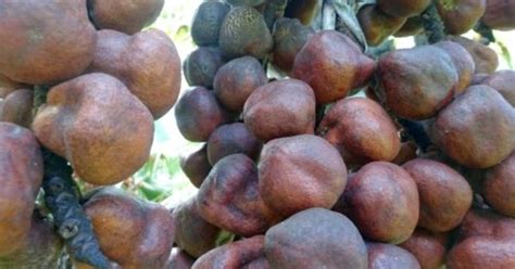 Cara konsumsi buah zuriat adalah dengan cara meminum air rebusan buah tersebut. Cara Promil dengan Buah Zuriat (Simak dengan Baik agar sukses)