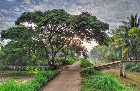 Hình Ảnh Dừa Bến Tre Vẻ Đẹp Tinh Khiết Của Cộng Đồng