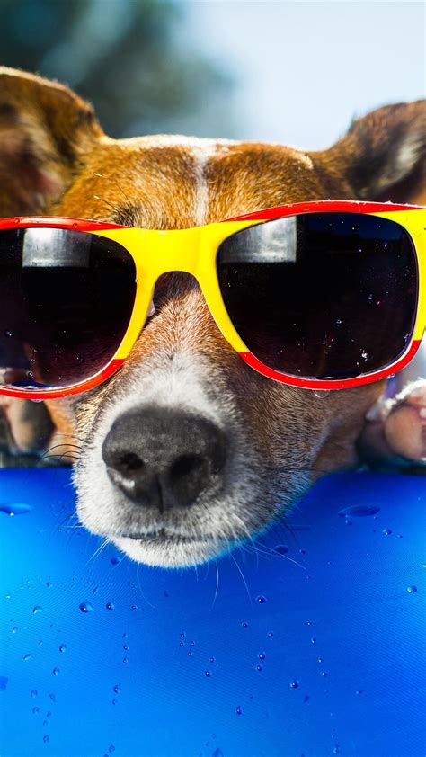 Dog Goggles Wallpapers Wallpaper Cave