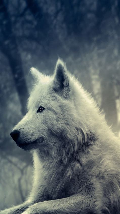 Cool collections of wolf wallpapers for desktop laptop and mobiles. 46+ Galaxy Wolf Wallpaper on WallpaperSafari