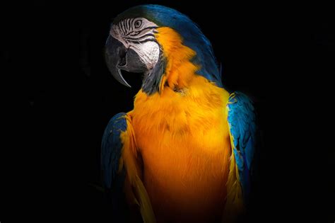 How Light Direction Affects Photography A Comprehensive Guide