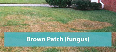 Brown Patch Fungus Floridas Eden Inc