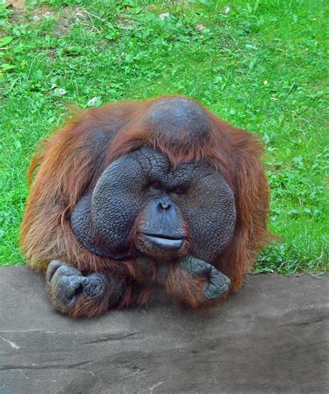 Adult Male Orangutan Funny Looking Animals Funny Animal