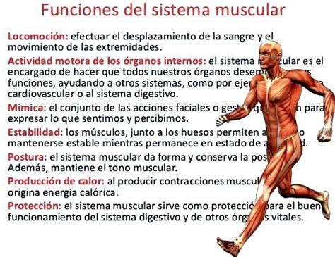Sistema muscular funciones partes y enfermedades con imágenes