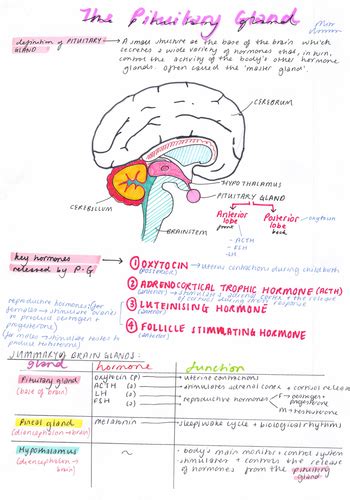 Endocrine System And Pituitary Gland Teaching Resources