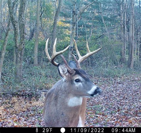 Statewide Deer Harvest Trended Up This Season Thereporteronline