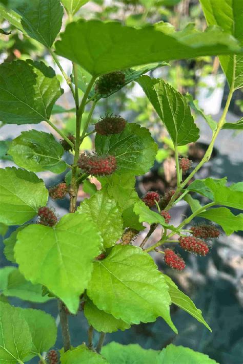 Mulberry Tree Fruiting Outdoor Plants Plantshopme