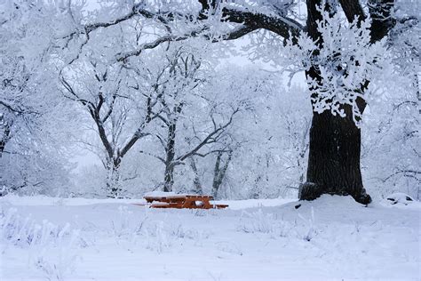 Poze Copac Natură Ramură Zăpadă Rece Iarnă îngheţ Gheaţă