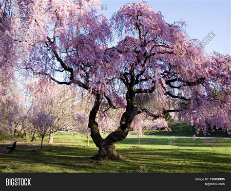 Cherry Blossom Forest Image And Photo Free Trial Bigstock