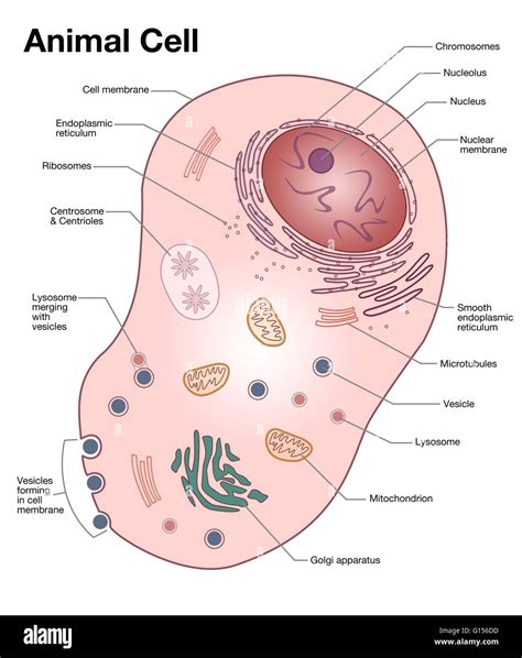 Diagram Of A Typical Animal Cell With The Important Features Labeled