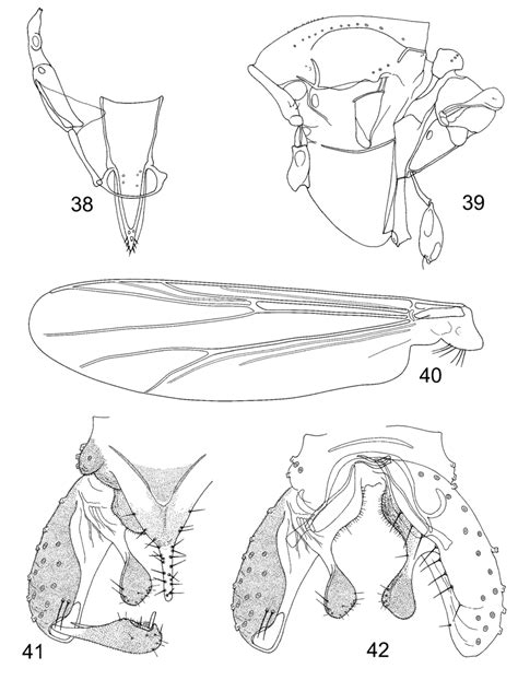 Antillocladius Ultimus Sp N Male 38—tentorium Stipes And Cibarial