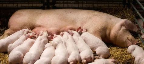 How To Feed A Pig Basic Swine Nutrition West Feeds Inc