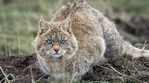 Chinas Most Mysterious Wildcat May Not Be Its Own Species Science Aaas