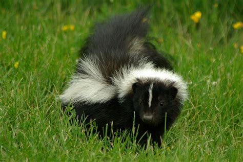 Skunk Smell Removal My Dog Was Sprayed What Do I Do Abc Humane