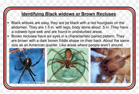 Identification Of Brown Recluse And Black Widow Spiders Hd Png