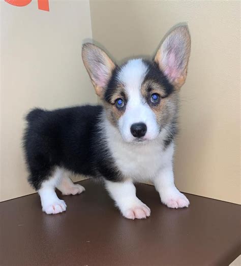 The welsh corgi is a loving and affectionate breed who will be a puppy at heart for its entire life. Corgi Puppies For Sale Florida - Pet Inspiration