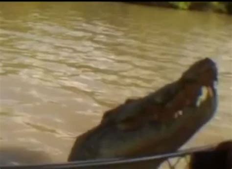 G1 Crocodilo enorme choca ao quase morder mão de guia na Austrália