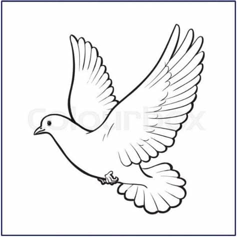 Gambar Burung Merak Mewarnai