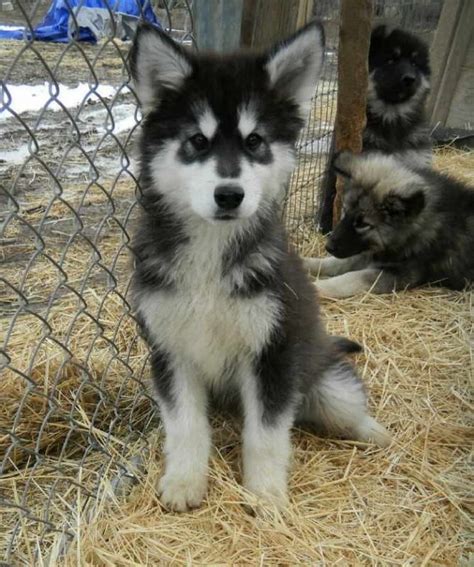 Husky Wolf Puppies Petsidi
