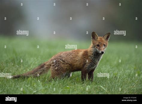 Attentive Young Red Fox Rotfuchs Vulpes Vulpes Hunts On A Dew Wet