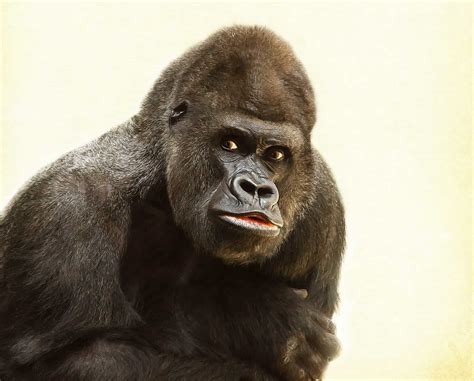 Gorillas And Humans Treat Their Territory The Same Way Study Finds