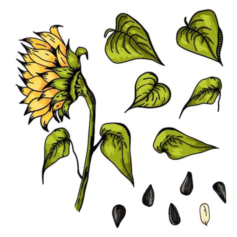 Premium Vector Sunflower Sketch Style Flowers Leaves Black Seeds