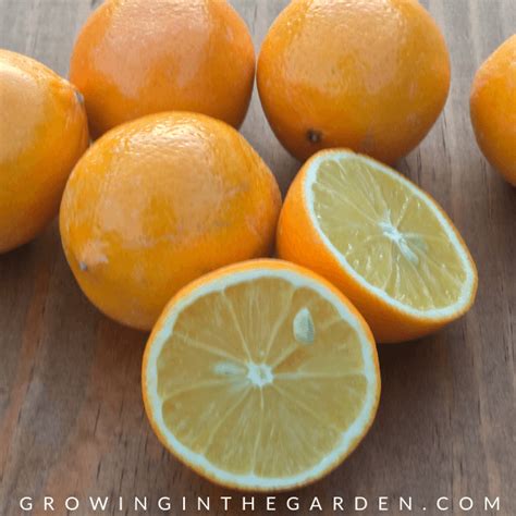Types Of Citrus Trees Varieties Of Citrus Growing In